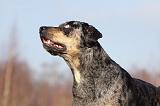 CATAHOULA 010